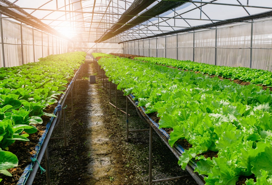 Seeds of Hope: Kenya’s New Farming Generation
